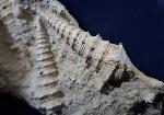 Potamides tricarinatus cispiacensis (BOUSSAC 1905) - Bild © FossNet FossilienStore